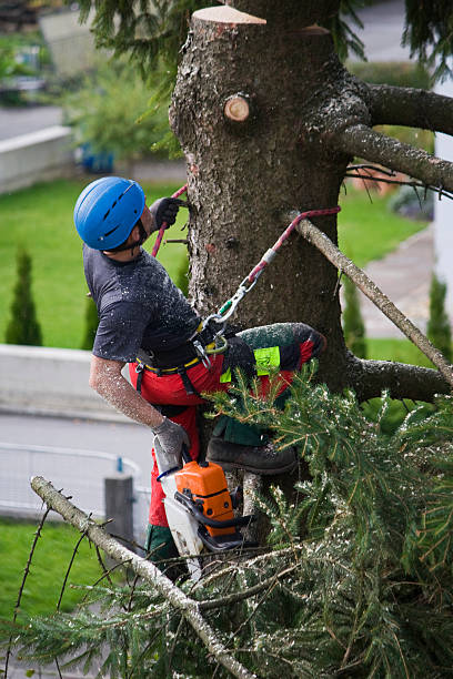 Best Palm Tree Trimming  in Merton, WI