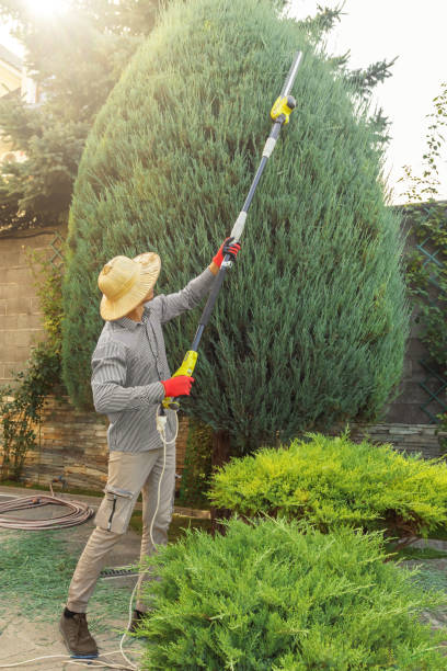 Best Tree Maintenance Programs  in Merton, WI